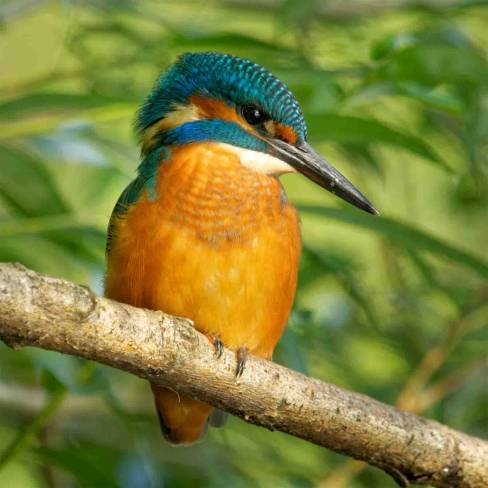 Eisvogel in den Ruhrauen Stiepel: Foto: Oliver Schmidt