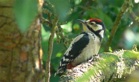 Buntspecht juv, Foto: Andreas Welzel Buntspecht