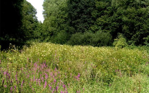 Nasswiesenbrache: Mädesüßflur. Bochum Nasswiesenbrache