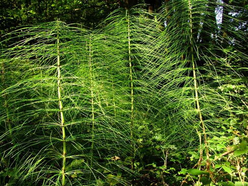 Riesenschachtelhalm Riesenschachtelhalm