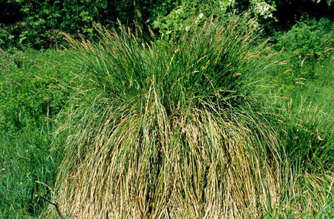 Carex im Seggensumpf Carex im Seggensumpf
