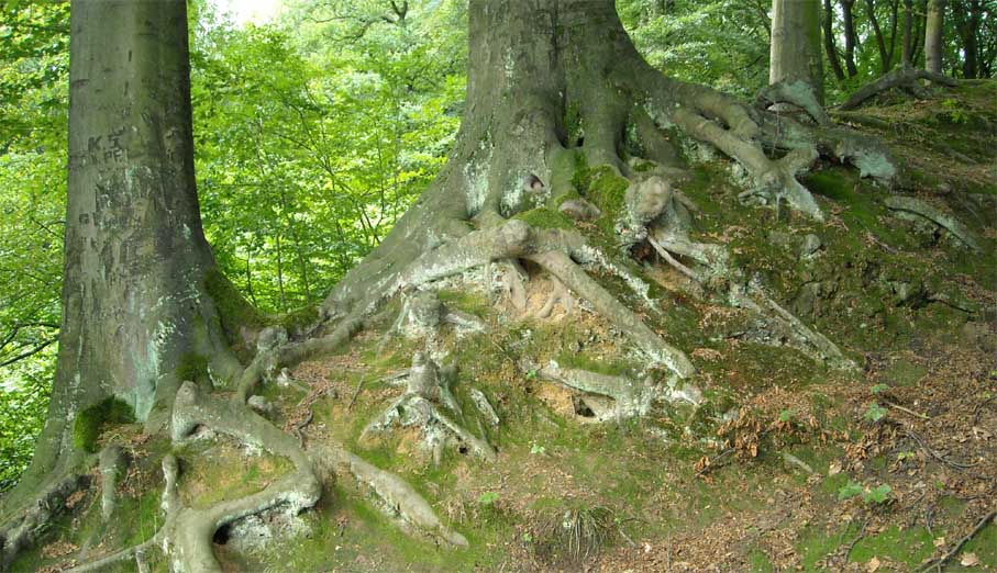 Buchen im NSG Tippelsberg/ Berger Mühle