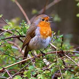 Rotkehlchen singend