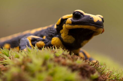 Feuersalamander: KILIMANN Norbert Portrait Feuersalamander