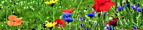 Blumenwiese