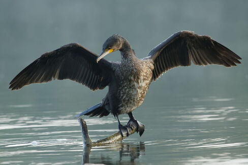 Kormoran