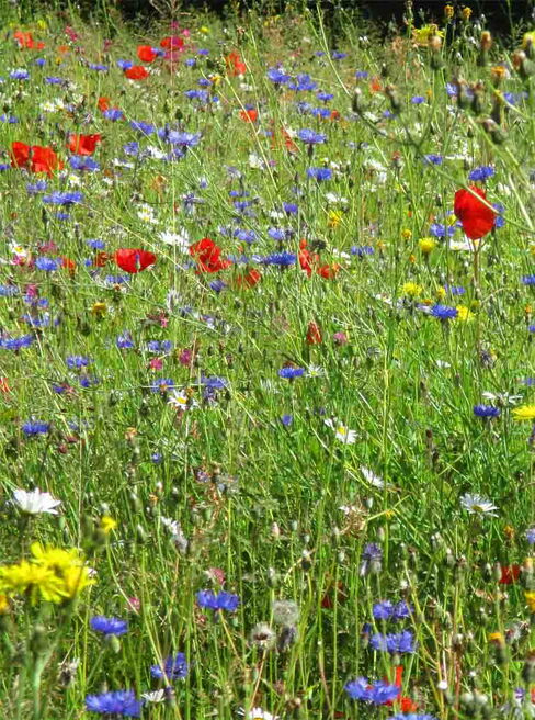 Blumenwiese Blumenwiese