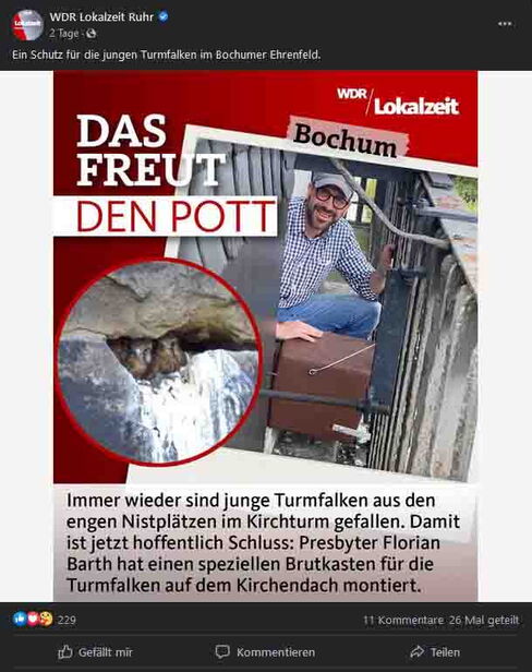 Turmfalken auf Melanchthon