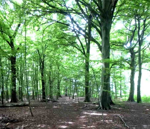 Berghofer Holz