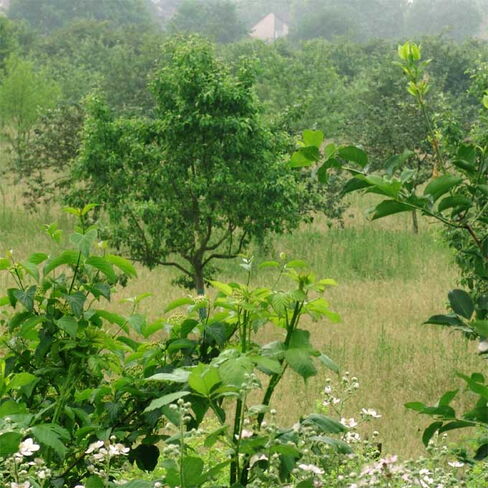 Streuobstwiese Horsthausen, Herne Streuobstwiese in Herne