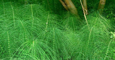 Equisetum telmateia, Riesenschachtelhalm am Tippelsberg Bochum Riesenschachtelhalm