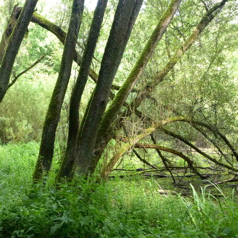 Sumpfwald Sumpfwald