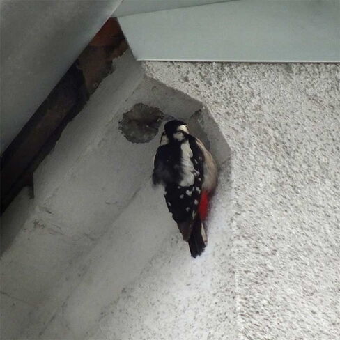 Foto: Nicoley Eckmann Specht baut Höhle an Fassade