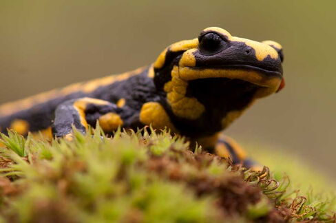 Feuersalamander