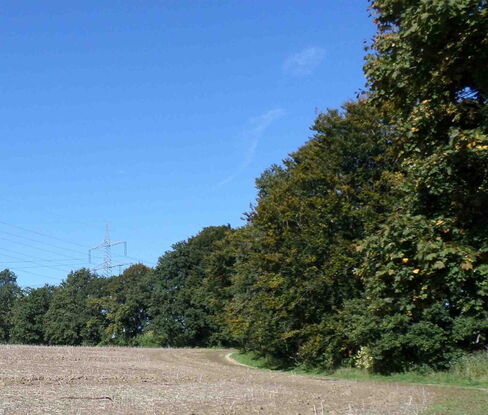 Wald
