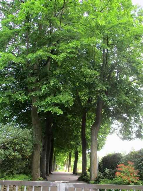 Friedhof Auf der Wilbe (Kopie)