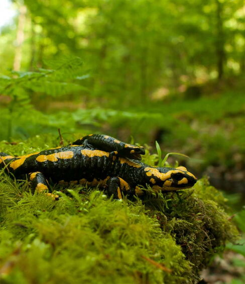 Feuersalamander Feuersalamander
