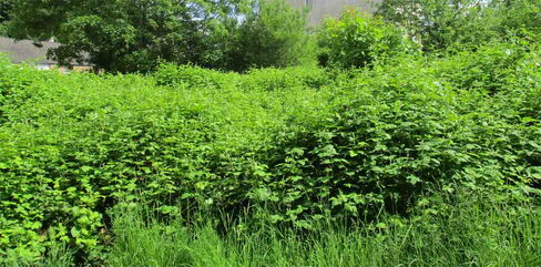 Gartenbrache