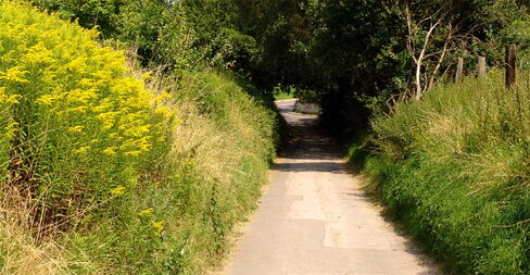 Hohlweg im NSG Tippelsberg/ Berger Mühle Hohlweg am Tippelsberg