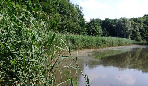 Röhricht im NSG Tippelsberg/ Berger Mühle, Bochum Röhricht am See