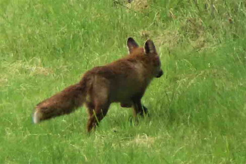 Fuchs