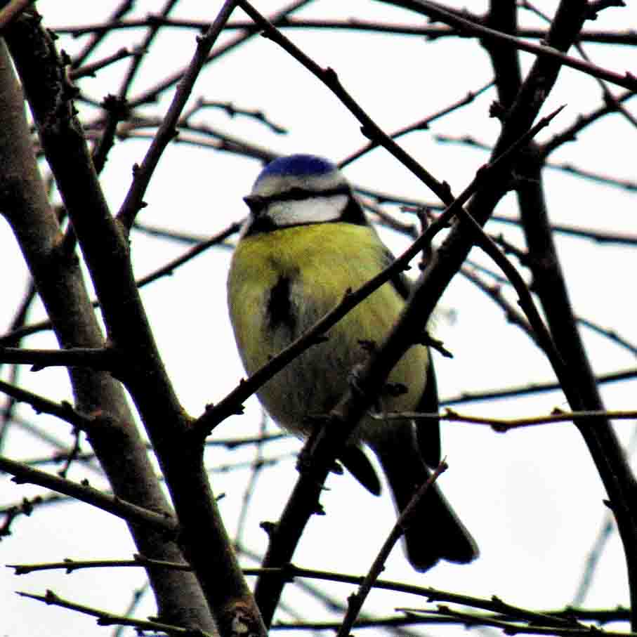 Blaumeise NEUHAUS