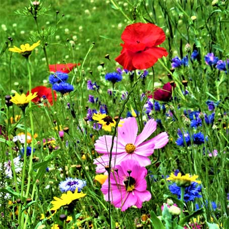Blumenwiese