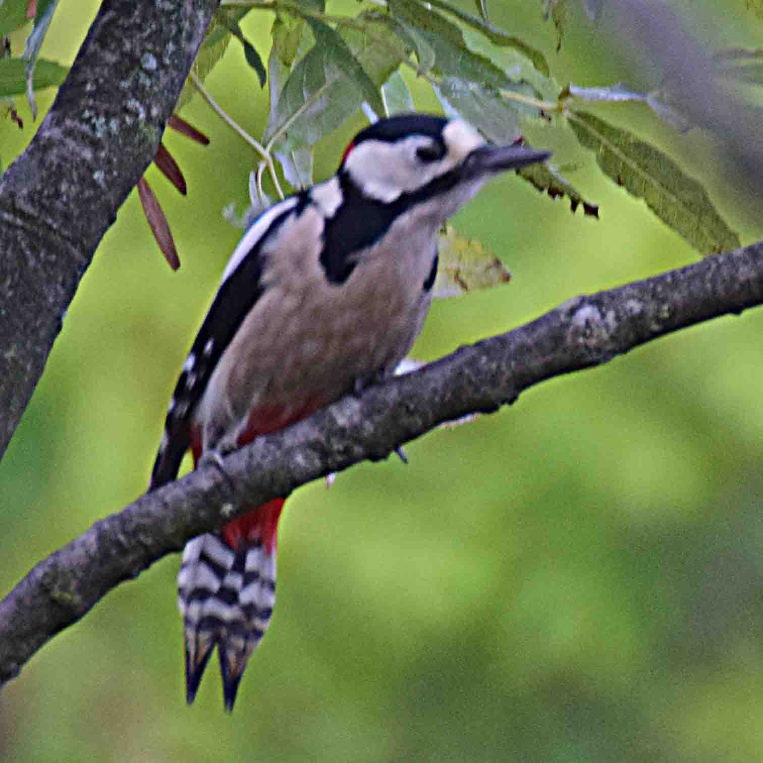 Buntspecht