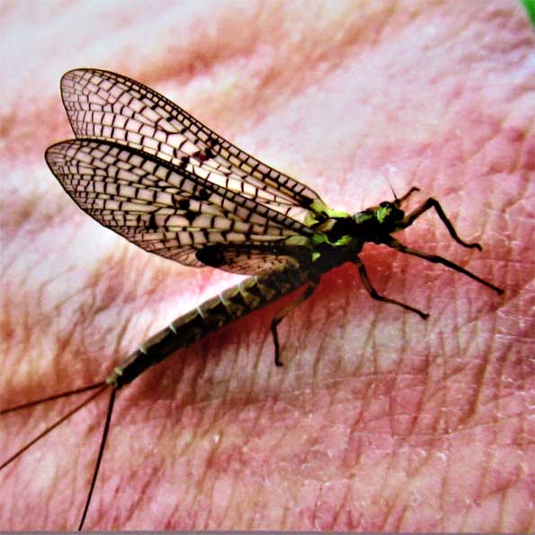 Eintagsfliege