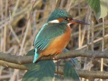 Eisvogel