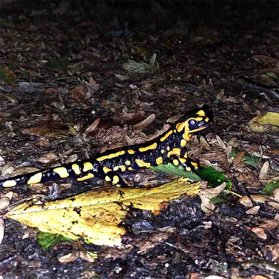 Feuersealamander SCHLINGERMANN