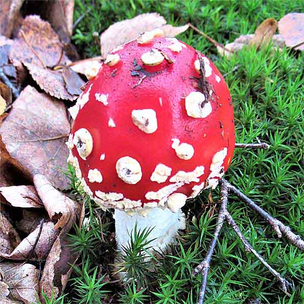 Fliegenpilz