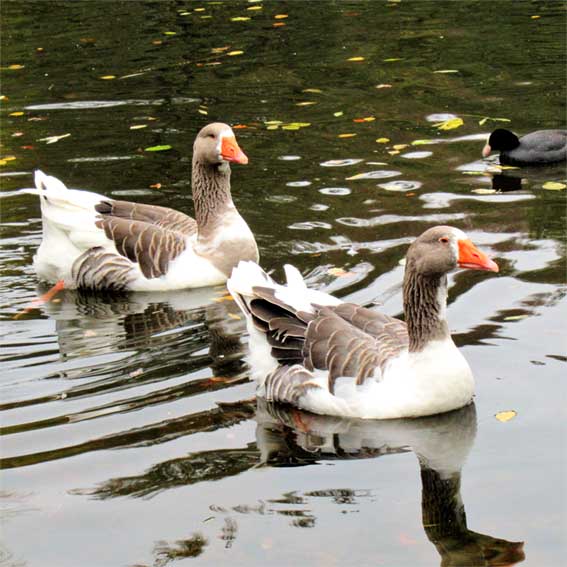 Hausgänse