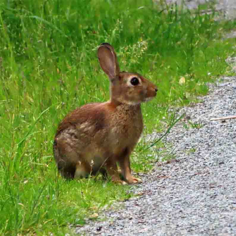 Hase NEUHAUS