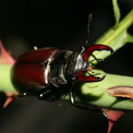 Hirschkäfer Creß