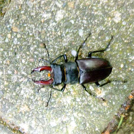 Hirschkäfer WENNER