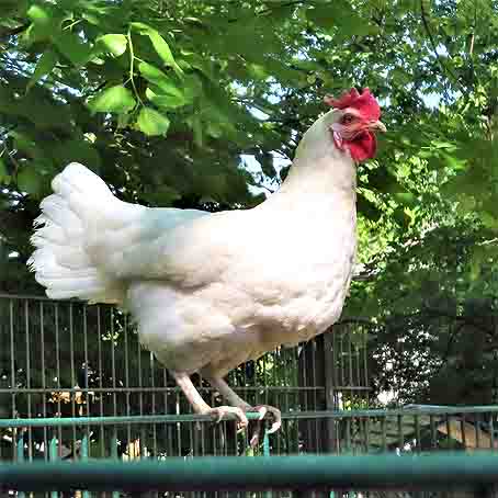 Huhn