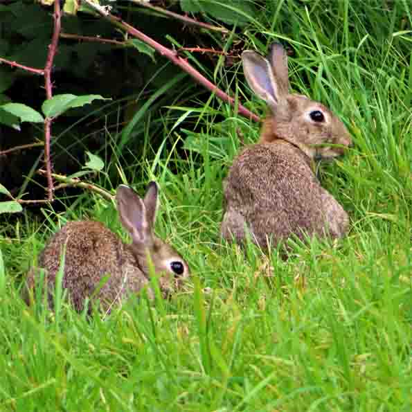 Kaninchen NEUHAUS