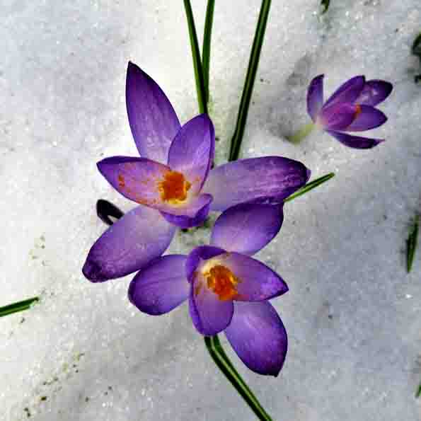 Krokusse