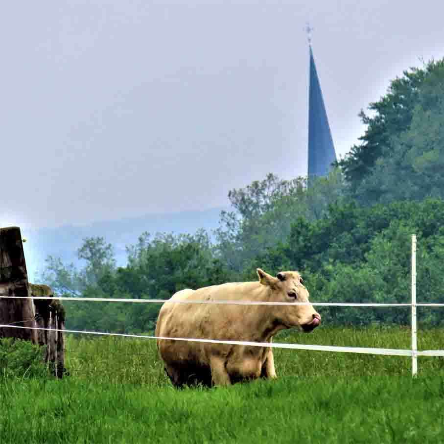 Kuh Idyll