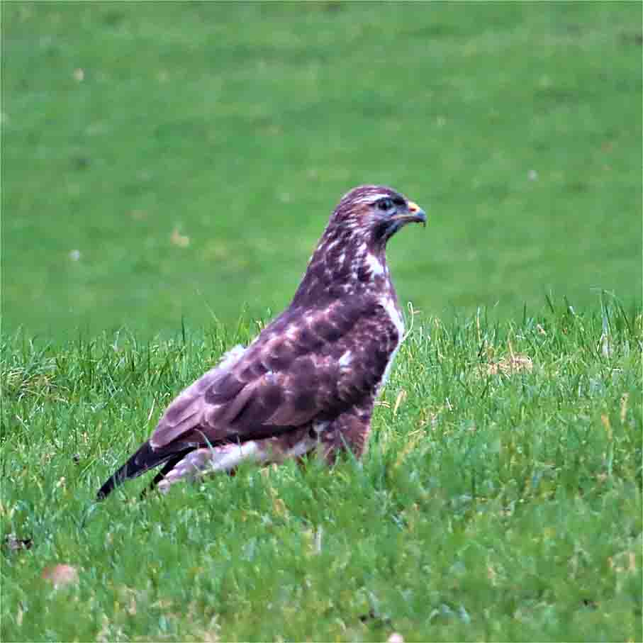Mäusebussard
