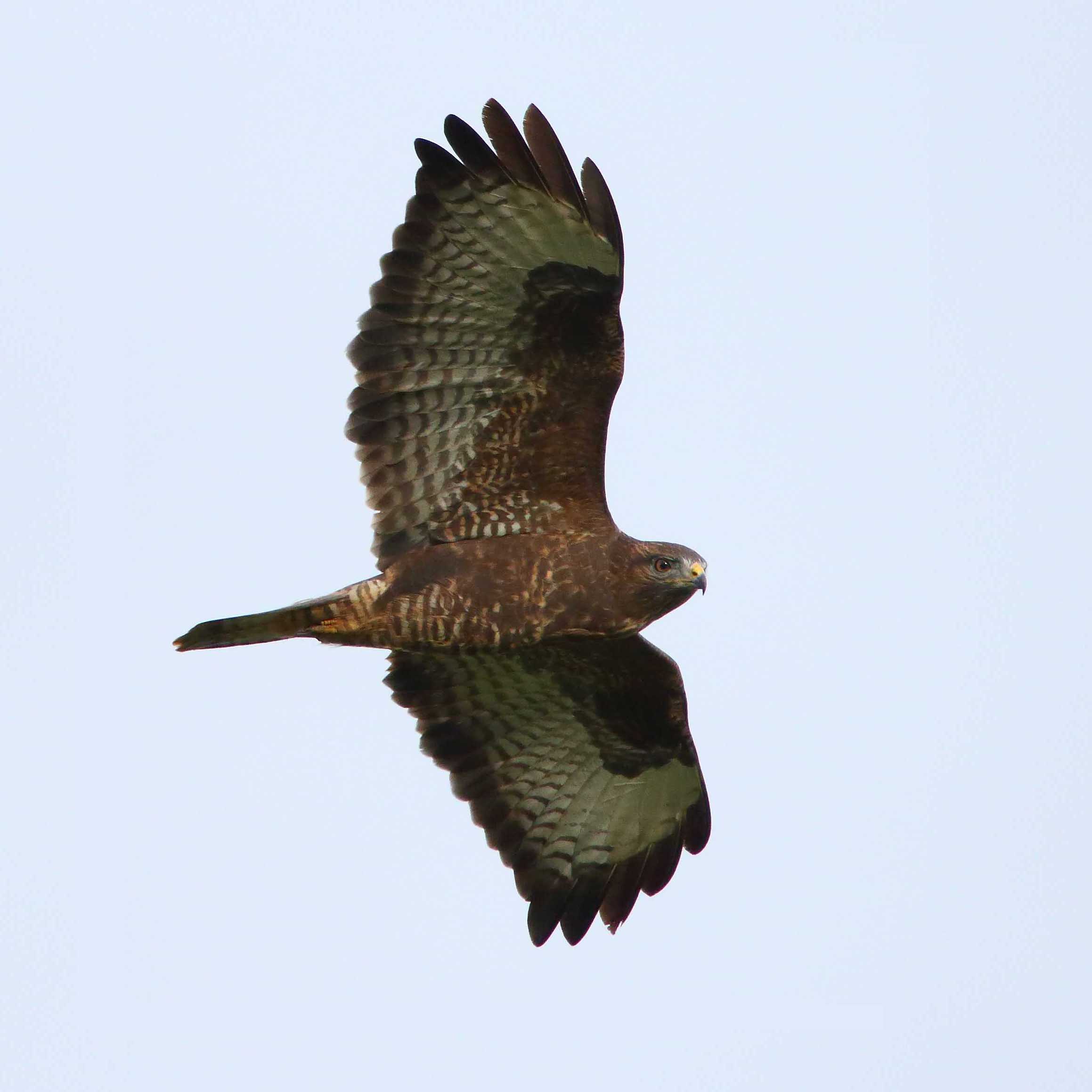 Mäusebussard