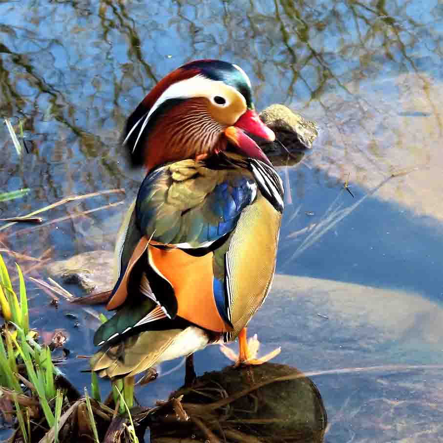 Mandarin NEUHAUS