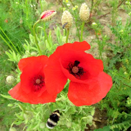 Mohn auf Halde Pluto NEUHAUS
