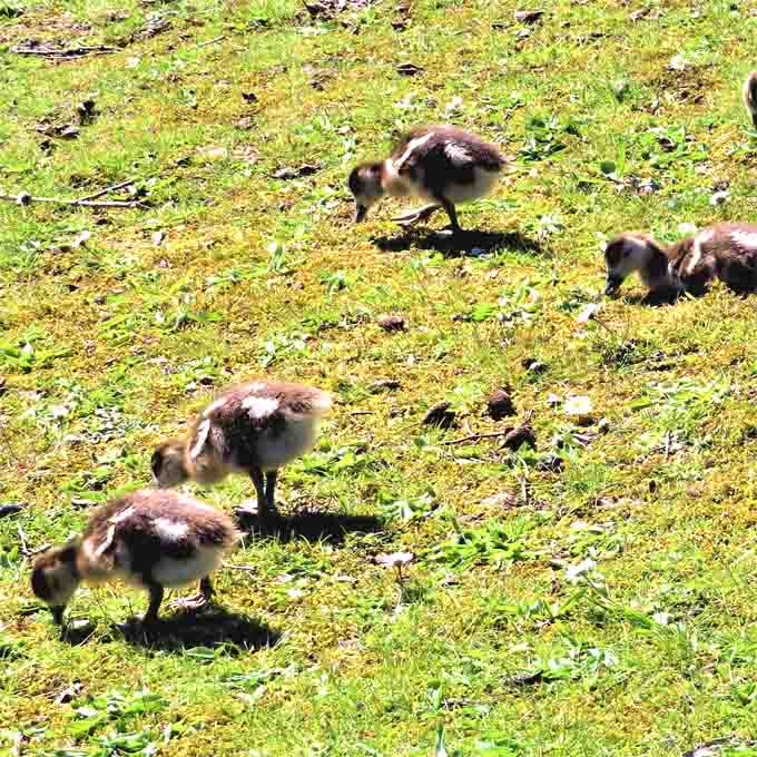 Nilgänse juv NEUHAUS