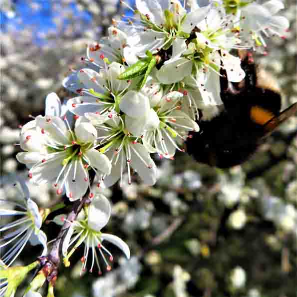 Obstbaumblüte Holsterhausen