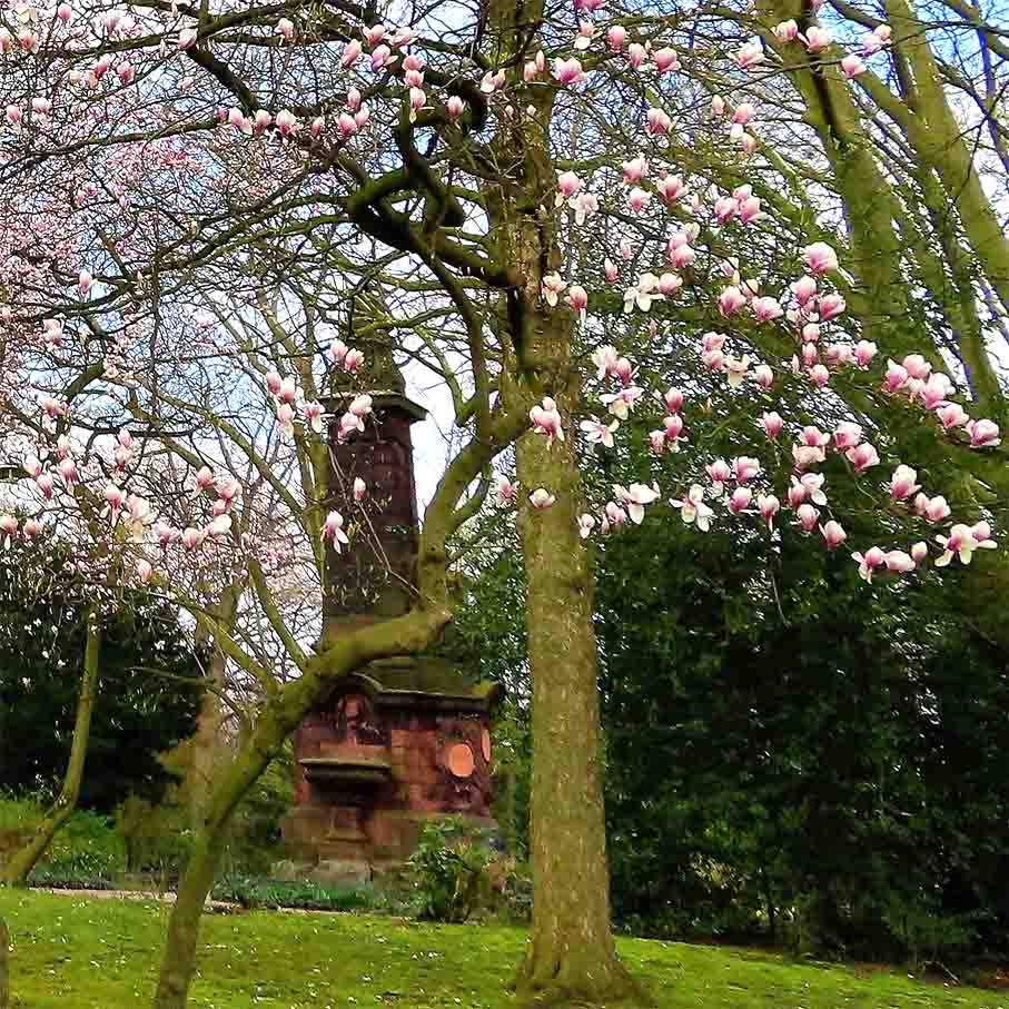 Obstbaumblüte