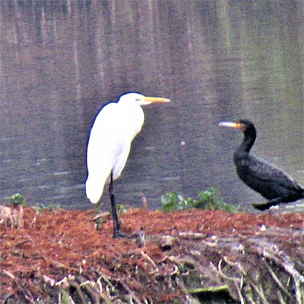 Silberreiher Kormoran
