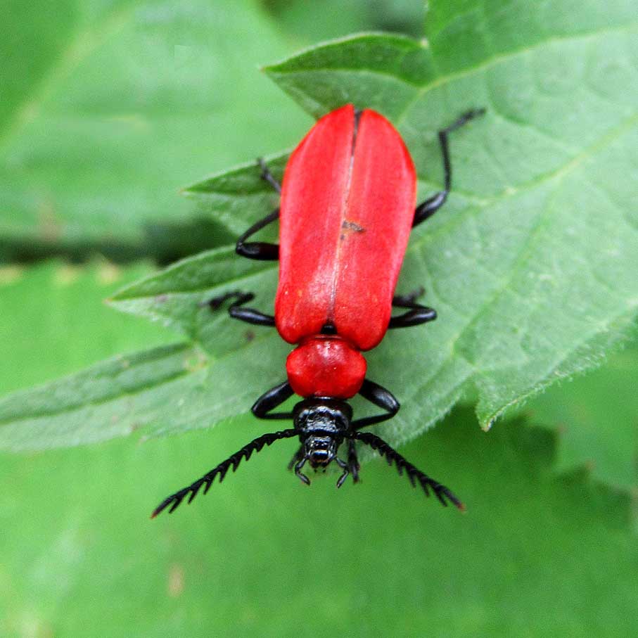 Pyrochrea coccinea