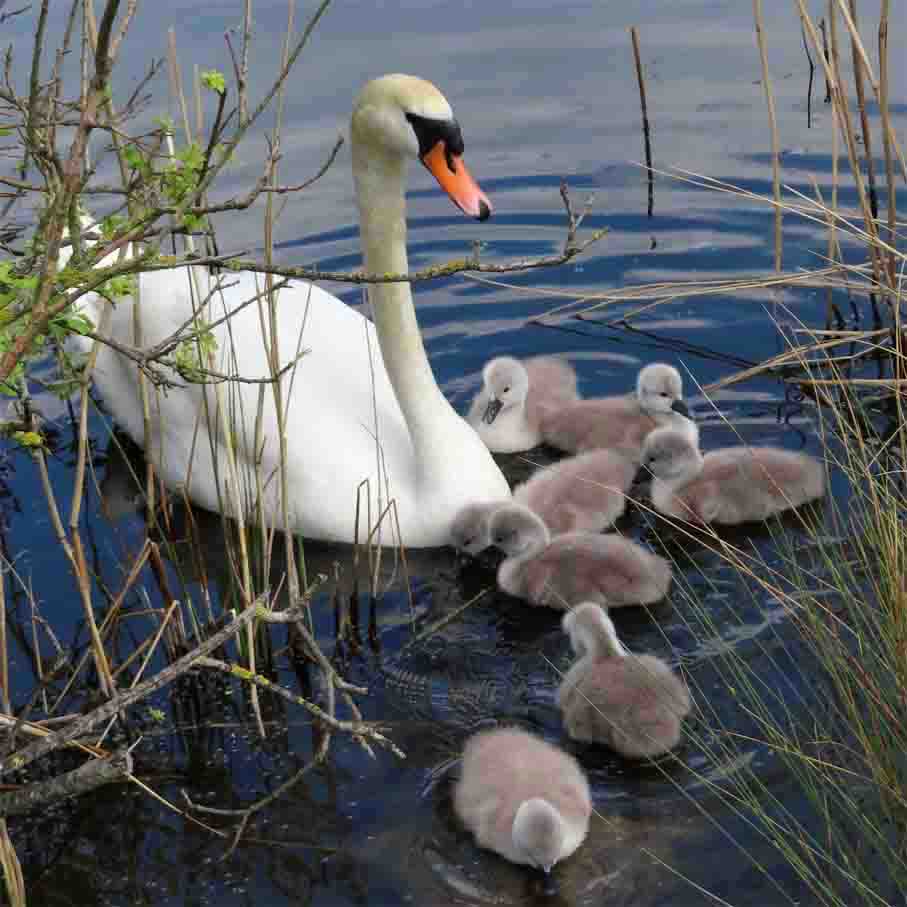 Schwanenfamilie